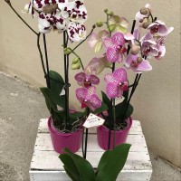 phalaenopsis toul