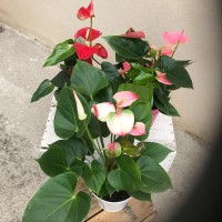 Anthurium